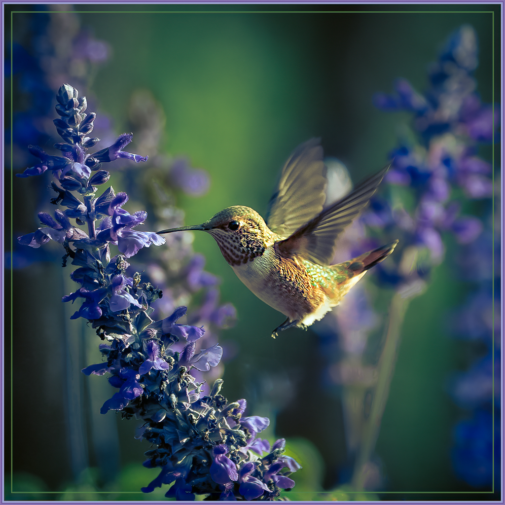 Hummer Loves Salvia - Alana Starkweather